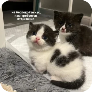 Стикер Пик4и - 7