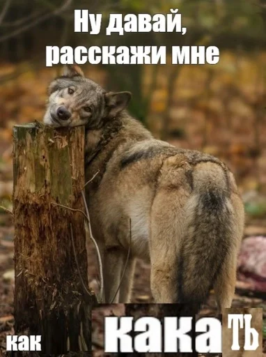 Sticker Пикчи🚬🗿 :: @fStikBot - 10