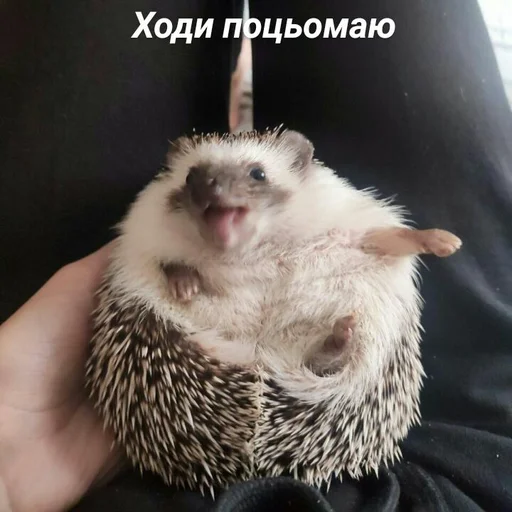 Стикер Піксіі - 11