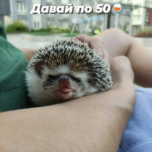 Стикер Піксіі - 8