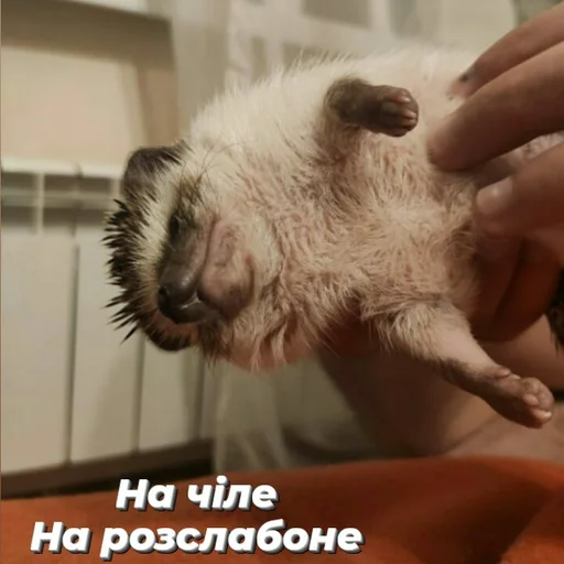 Стикер Піксіі - 7