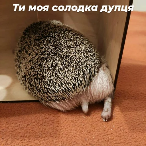 Стикер Піксіі - 6