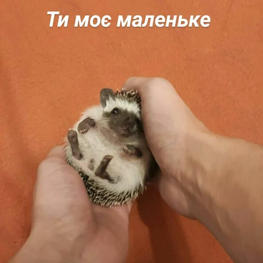 Стикер Піксіі - 5