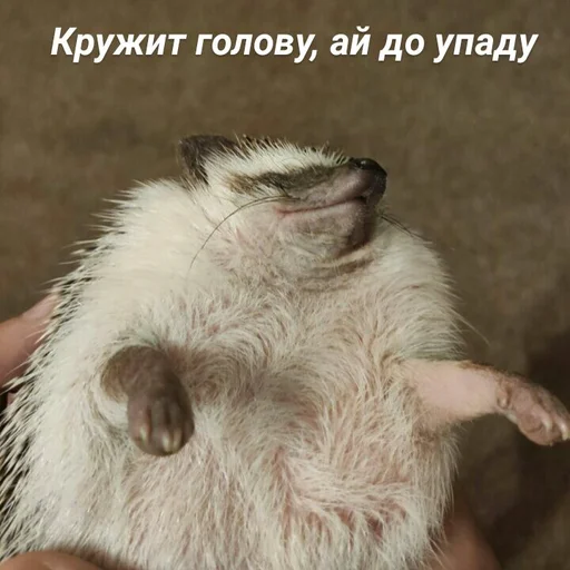 Стикер Піксіі - 4