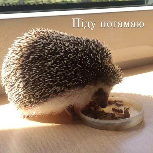 Стикер Піксіі - 3