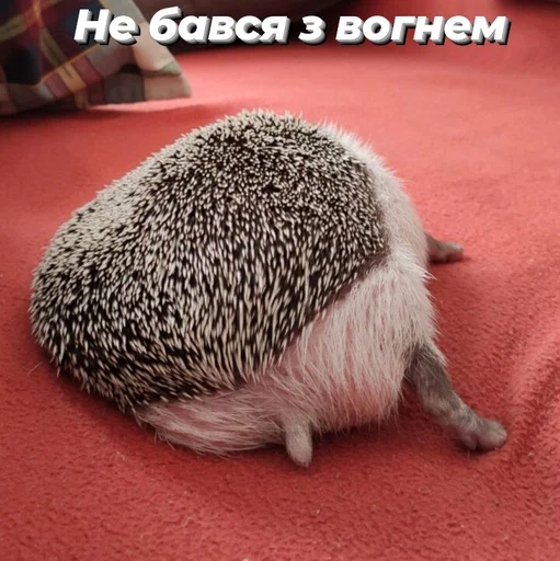 Стикер Піксіі - 2