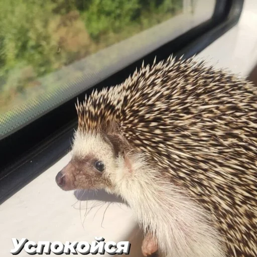 Стикер Піксіі - 1