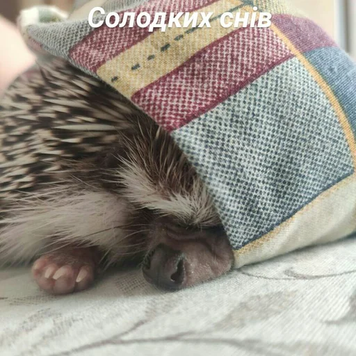 Стикер Піксіі - 0