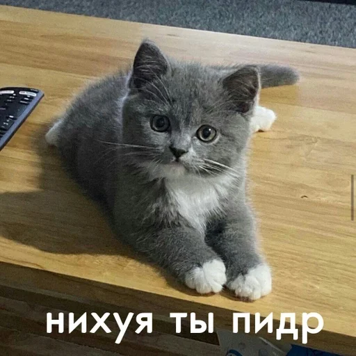 small to medium-sized cats felidae animal