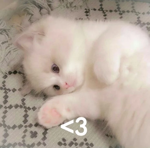 животное млекопитающее кошка