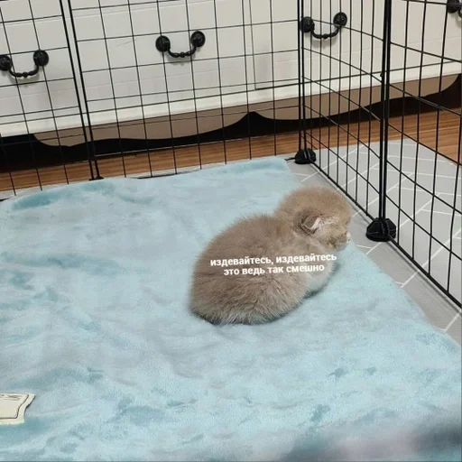 indoor swimming pool marine mammal