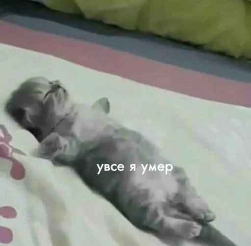 млекопитающее прокладка вздремнуть