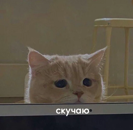 кошки малого и среднего размера кошка домашняя кошка