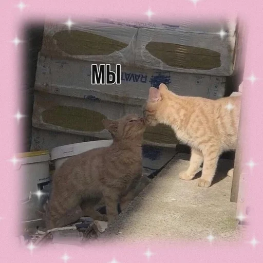 кошка кошки малого и среднего размера животное