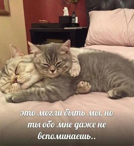 животное млекопитающее комнатный