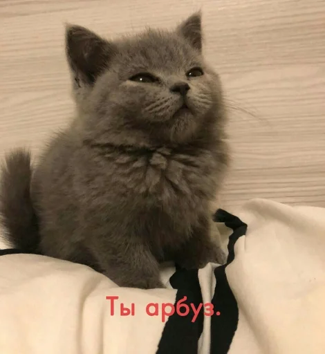 млекопитающее животное кошка