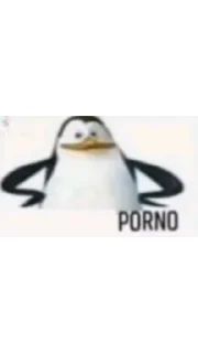 penguin text aquatic bird