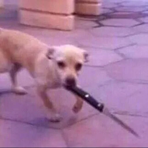 animal dog breed pet