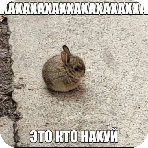 Стикер PipidastrByFat0lDeath - 1