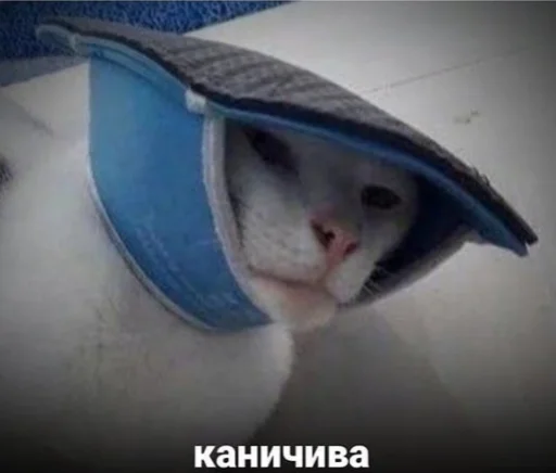 small to medium-sized cats mammal animal