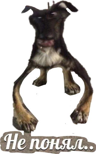 text animal dog breed