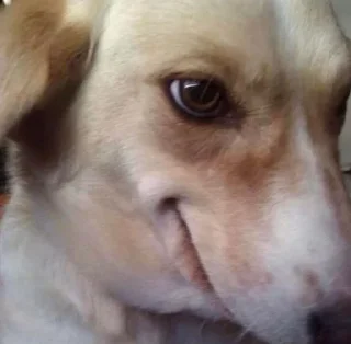 Sticker Pirozhocheck - 9