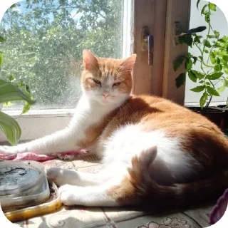 кошки малого и среднего размера домашняя кошка животное