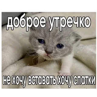 млекопитающее животное кошка