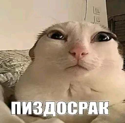 Пиздосрак - 