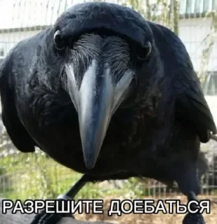 Стикер Пиздосрак - 2