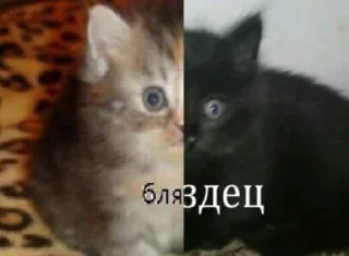 Стикер Пиздосрак - 11