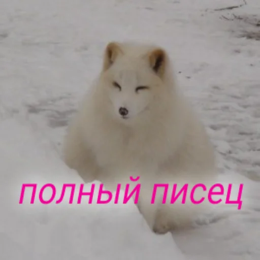 млекопитающее животное собака