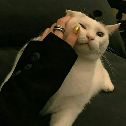 small to medium-sized cats cat felidae