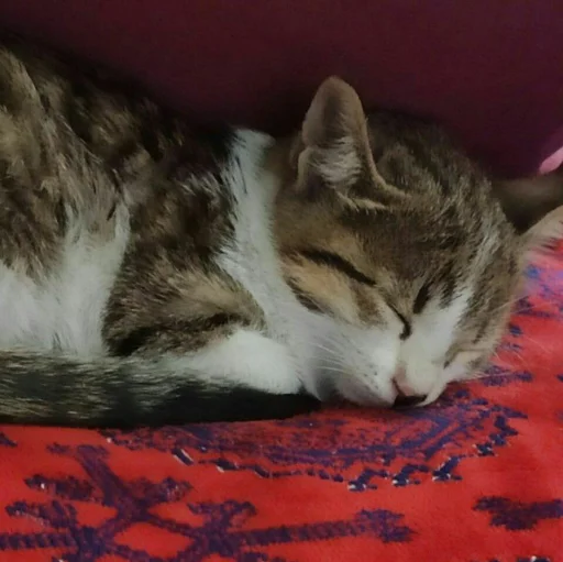 small to medium-sized cats felidae domestic cat