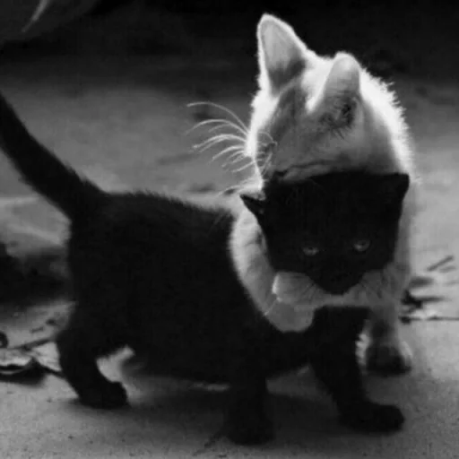 mammal animal domestic cat