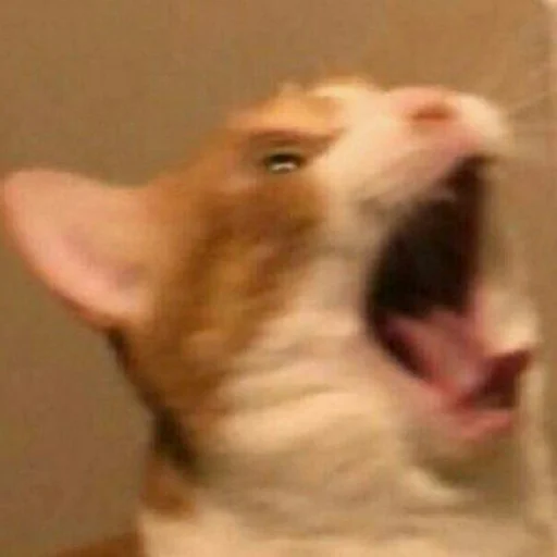 mammal animal small to medium-sized cats