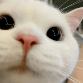 Sticker Pishi 3 - @Stickerabad - 5