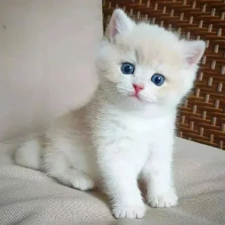 Sticker Pishi 3 - @Stickerabad - 11