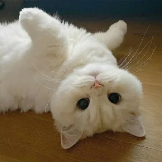 Sticker Pishi 3 - @Stickerabad - 6