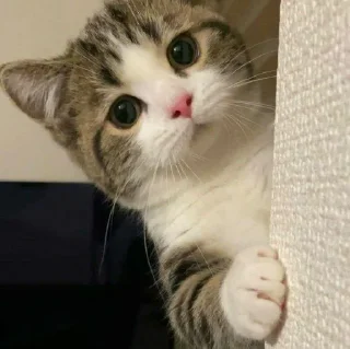 Sticker Pishi 3 - @Stickerabad - 7