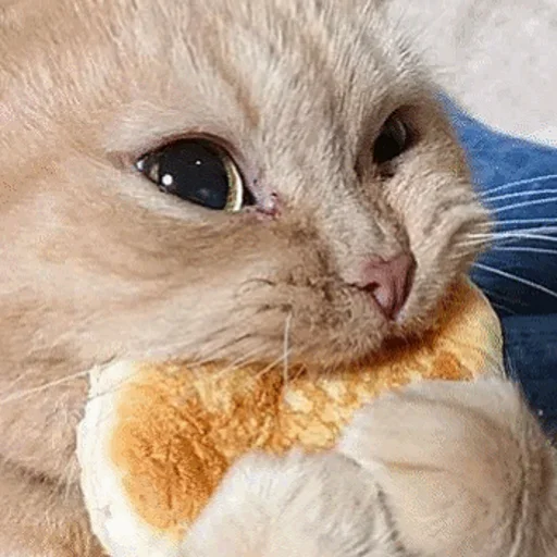 Sticker Котыки от @sherst_memes - 10