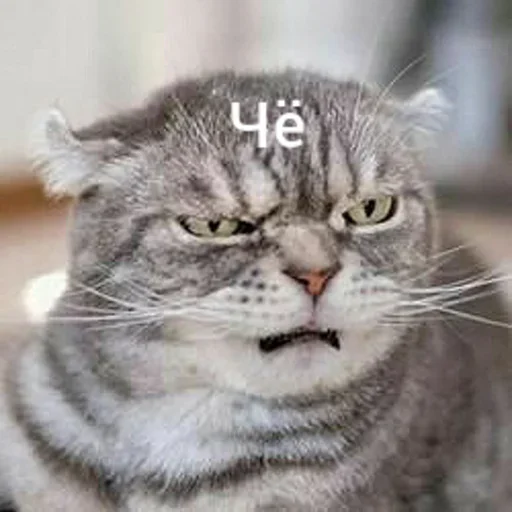 Sticker Котыки от @sherst_memes - 7