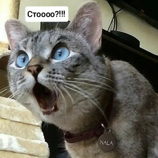 Sticker Котыки от @sherst_memes - 6