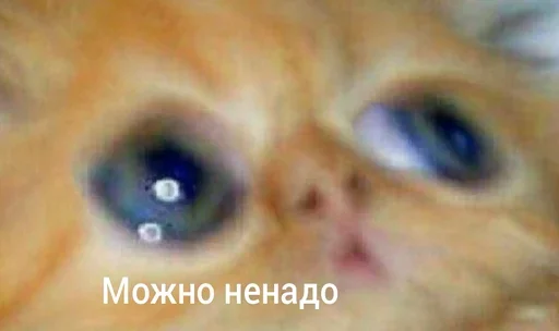 Sticker Котыки от @sherst_memes - 5