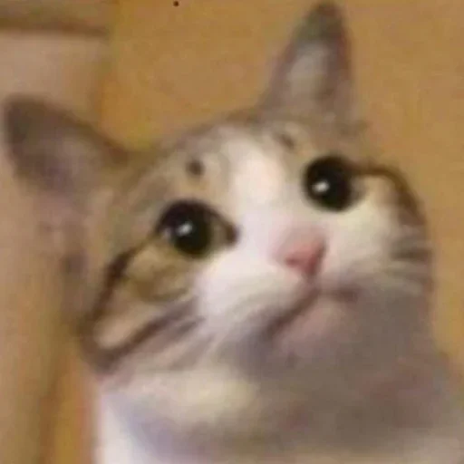 Sticker Котыки от @sherst_memes - 4