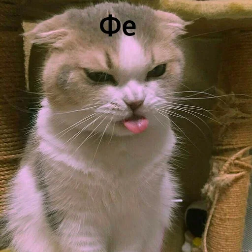 Sticker Котыки от @sherst_memes - 3
