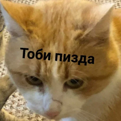 Sticker Котыки от @sherst_memes - 0