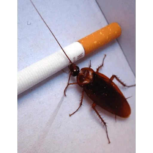 Sticker Piskatarakanag - 1