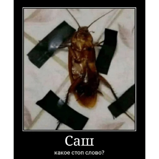 Стикер Piskatarakanag - 1