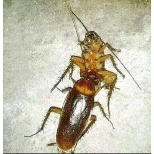 Sticker Piskatarakanag - 1